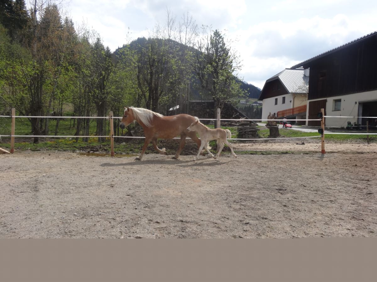 Stuart Haflinger Hengst Fuchs Pferd Austria