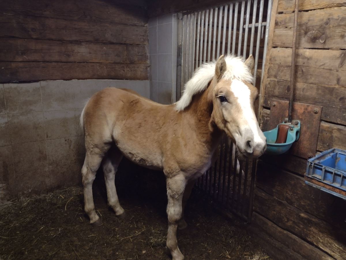 Nero Haflinger Hengst 2022 Fuchs Pferd Austria