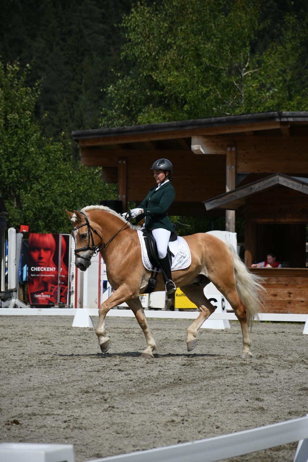 Walando Haflinger Wallach 2008 Fuchs Pferd Austria