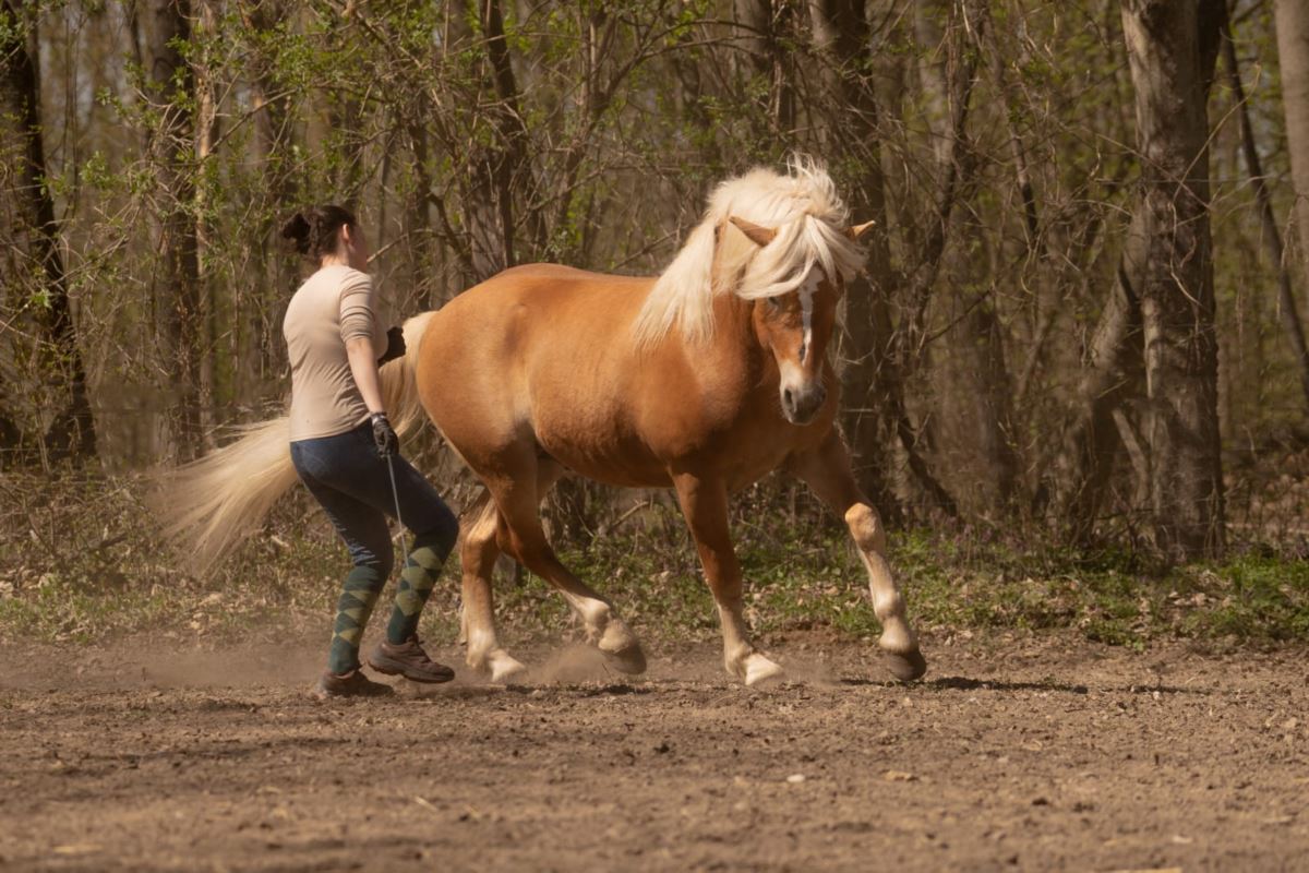 Gilbert Haflinger Hengst 2018 Fuchs Pferd Austria