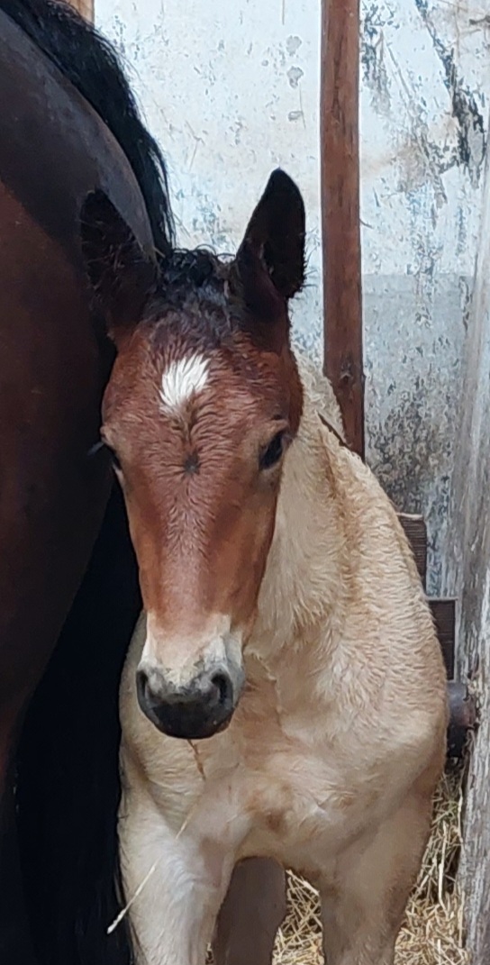 Shyann Noriker Hengst Schecke Pferd Austria