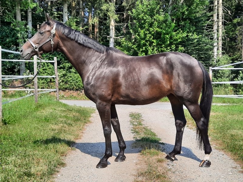 Thetis Asteia Warmblut Stute Dunkelbraun Pferd Austria