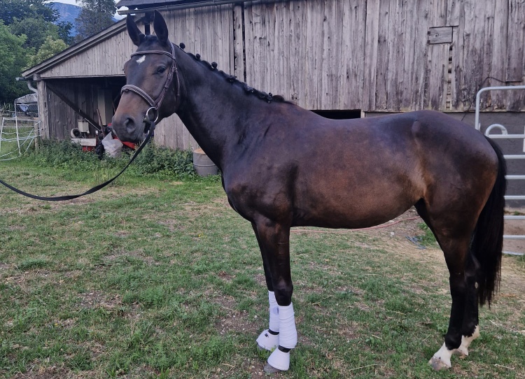 Randy Warmblut Stute Dunkelbraun Pferd Austria