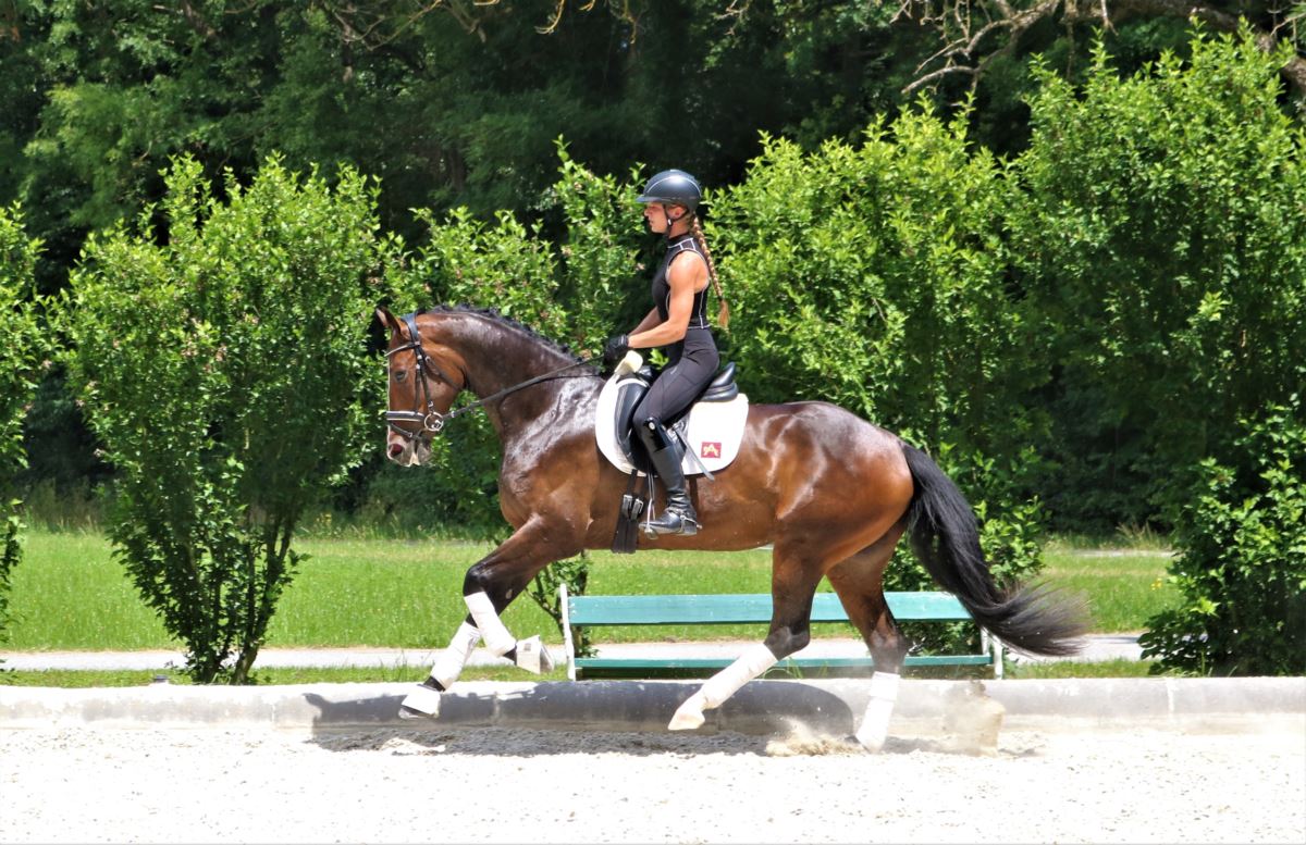 Glory Warmblut Stute Dunkelbraun Pferd Austria