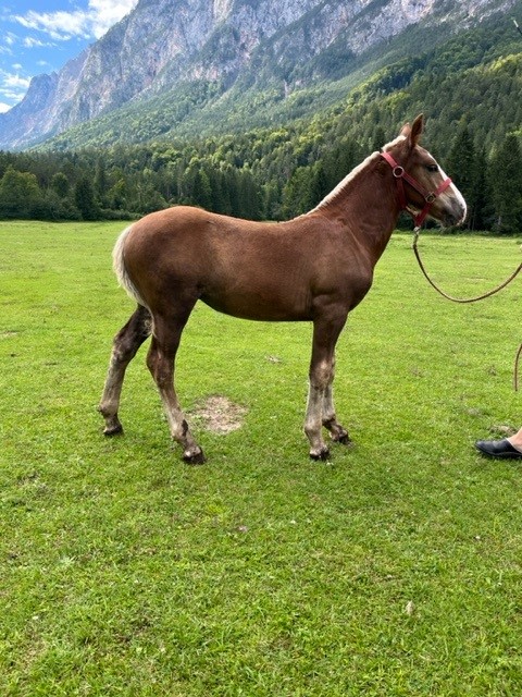 Lisa Noriker Stute Fuchs Pferd Austria