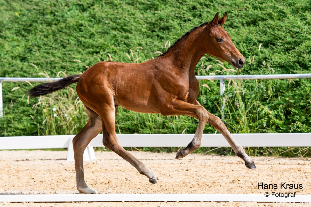 Feline Warmblut Stute Braun Pferd Austria