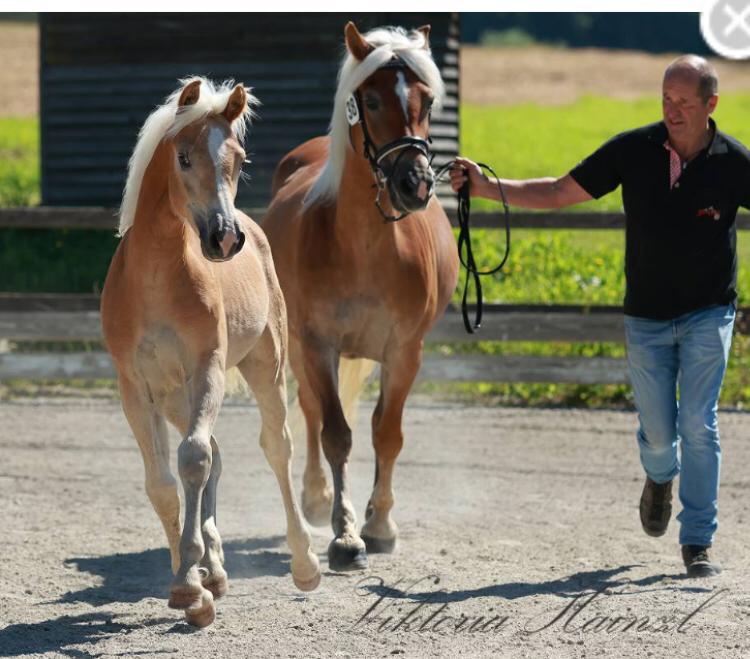 Amarino Haflinger Hengst 2023 Fuchs Pferd Austria