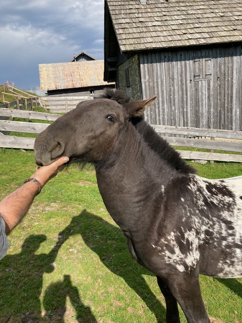 Fried Toni Elmar Xvi Noriker Hengst Tiger Pferd Austria