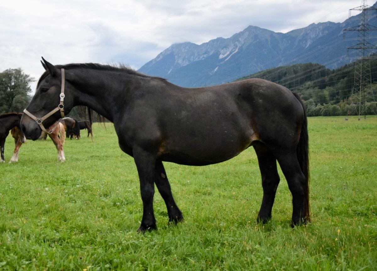 Bianca Noriker Stute Dunkelbraun Pferd Austria