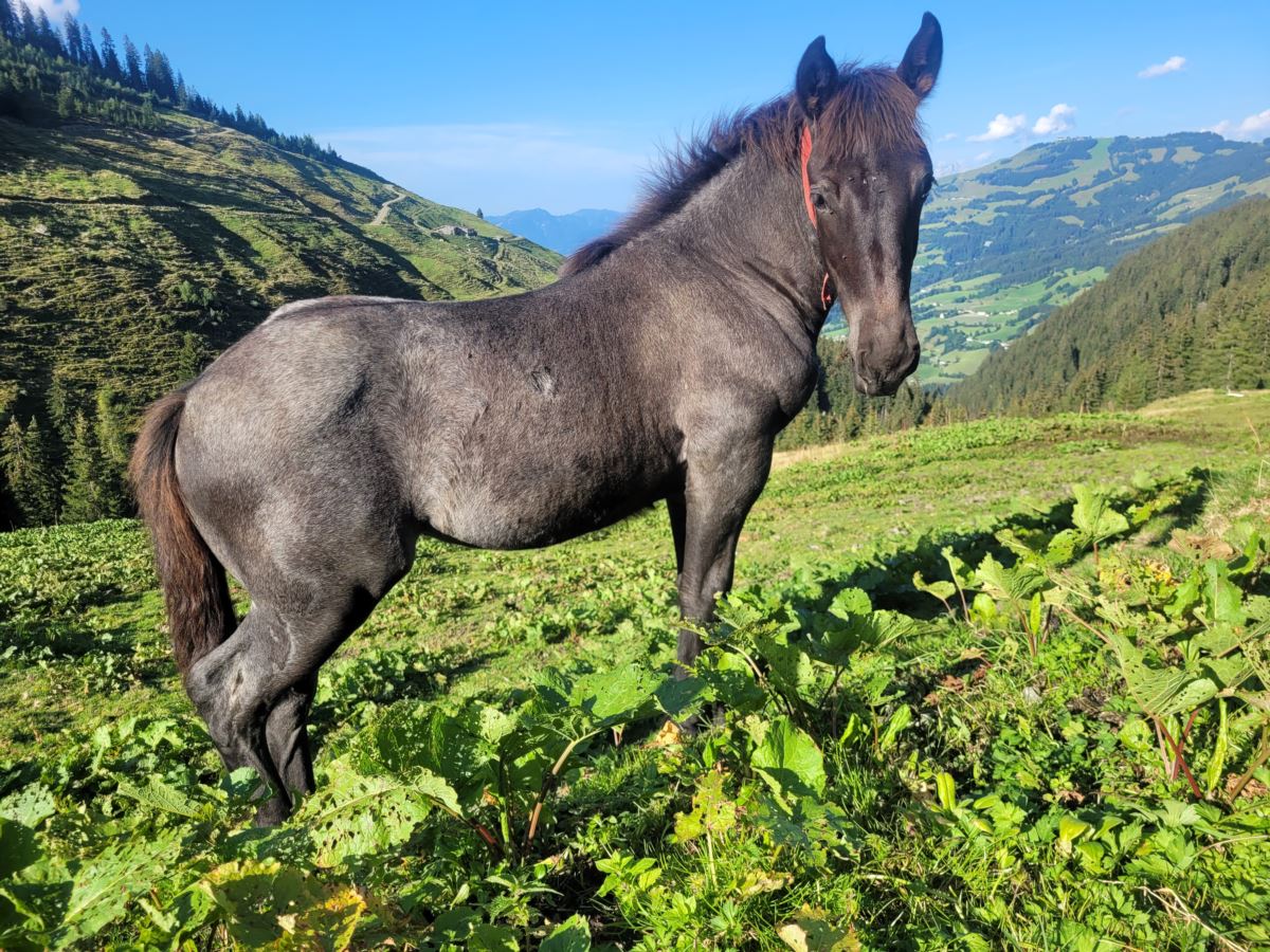 Stella P Noriker Stute Mohrenkopf Pferd Austria