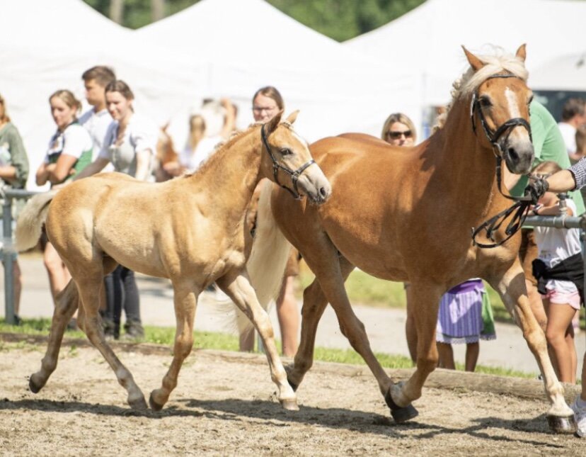 Benvolio Haflinger Hengst 2023 Fuchs Pferd Austria