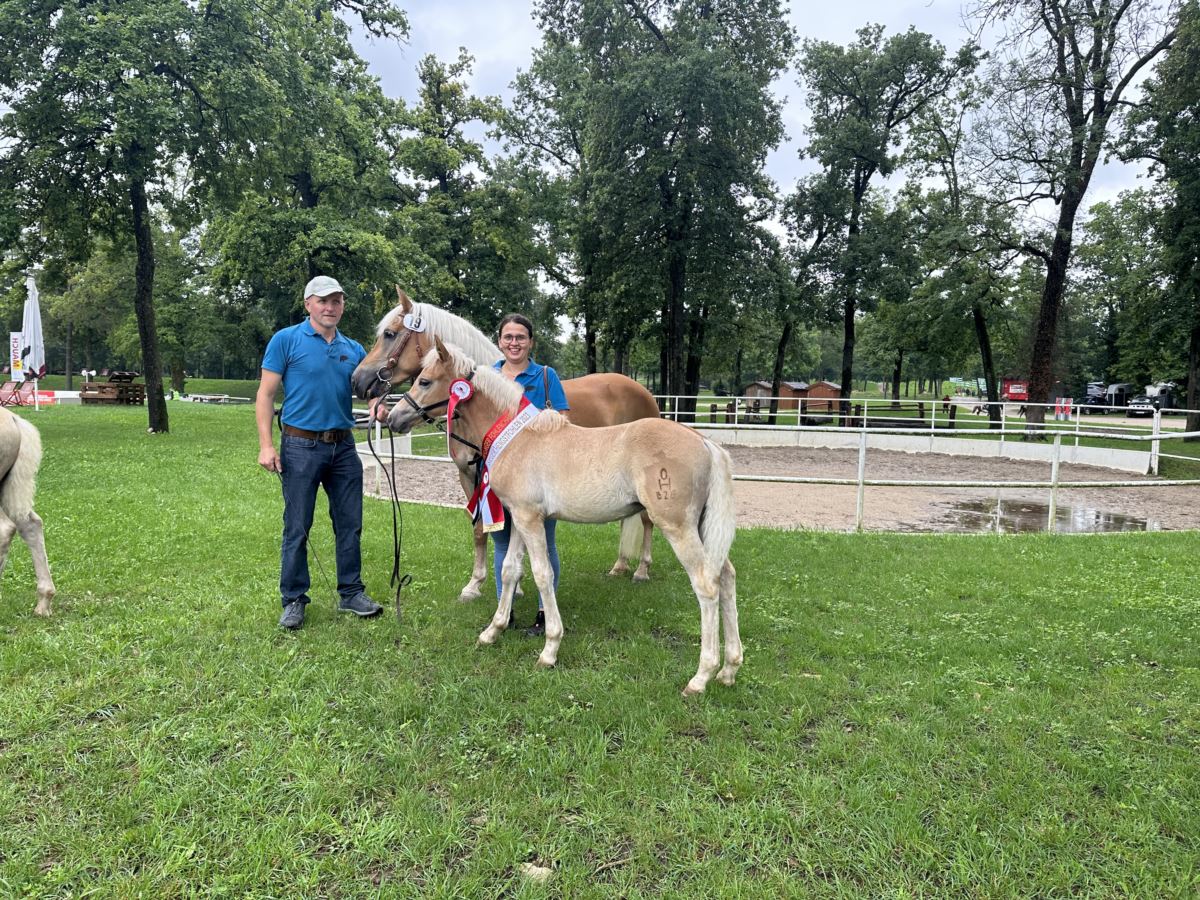 Samson Haflinger Hengst Fuchs Pferd Austria