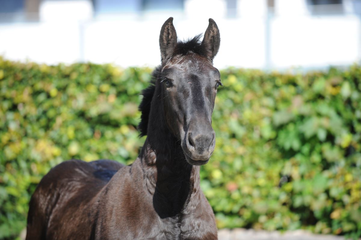 Rosanna Noriker Stute Rappe Pferd Austria