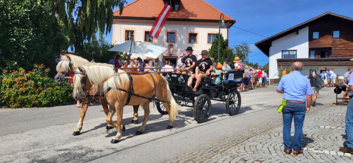 Steno Haflinger Wallach Fuchs Pferd Austria