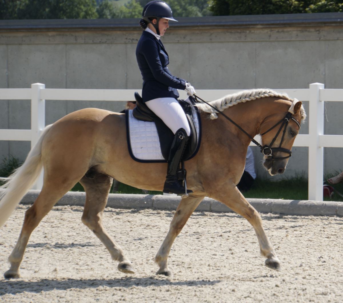 Nordspitz Haflinger Wallach 2019 Fuchs Pferd Austria