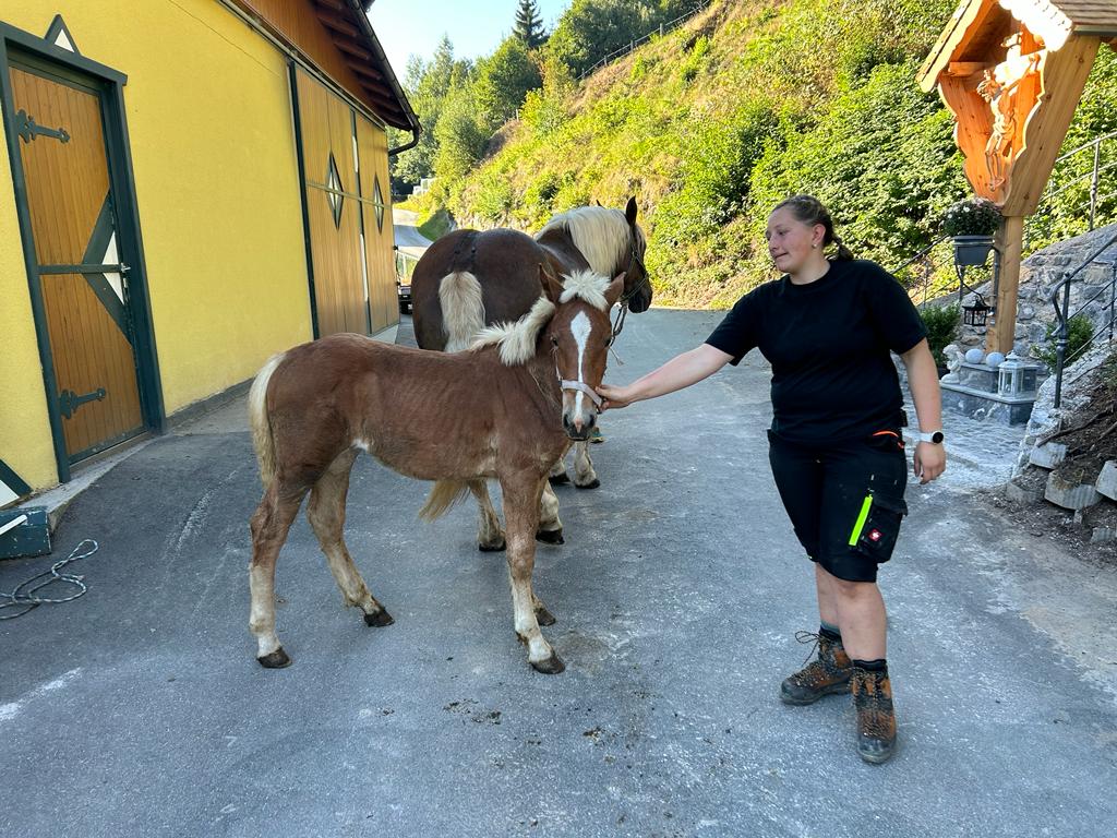 Harreit Mona Noriker Stute Fuchs Pferd Austria