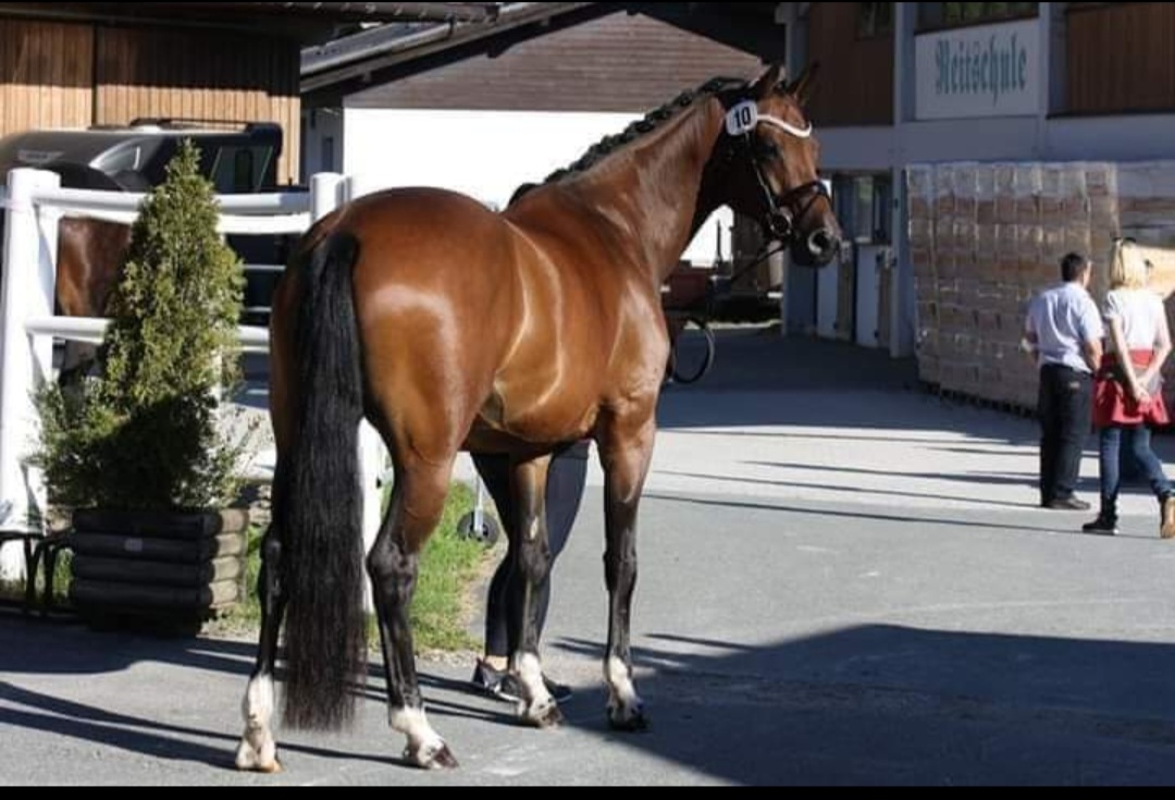 La Toki Warmblut Stute Braun Pferd Austria