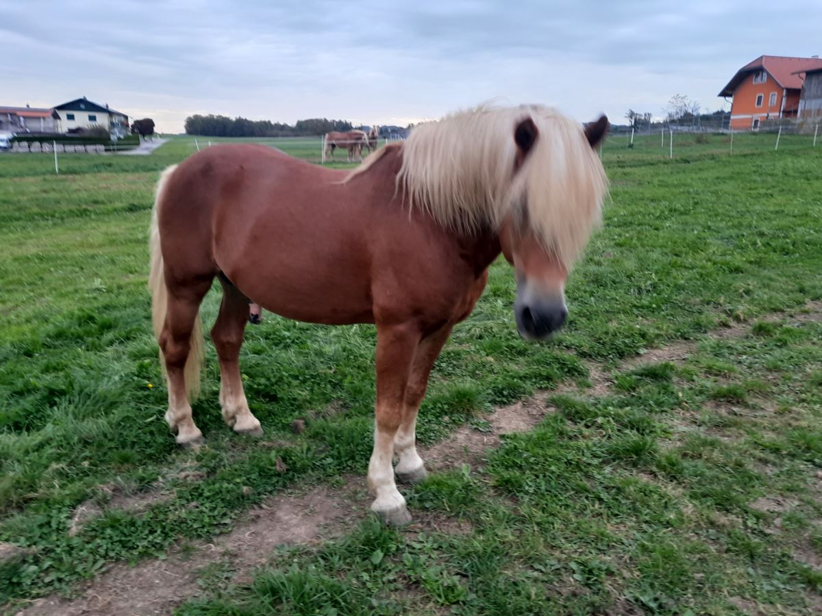 Starapfel Haflinger Hengst 2006 Fuchs Pferd Austria