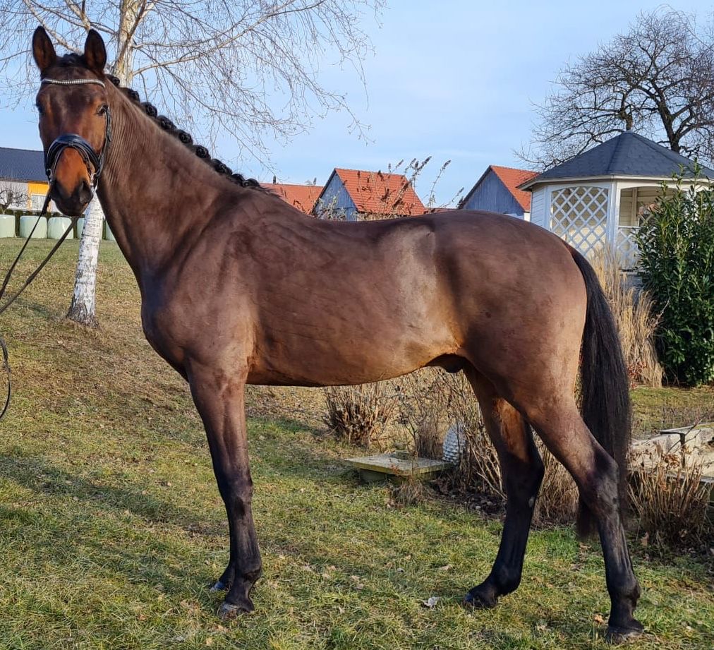 From Dusk Till Dawn Warmblut Wallach Braun Pferd Austria