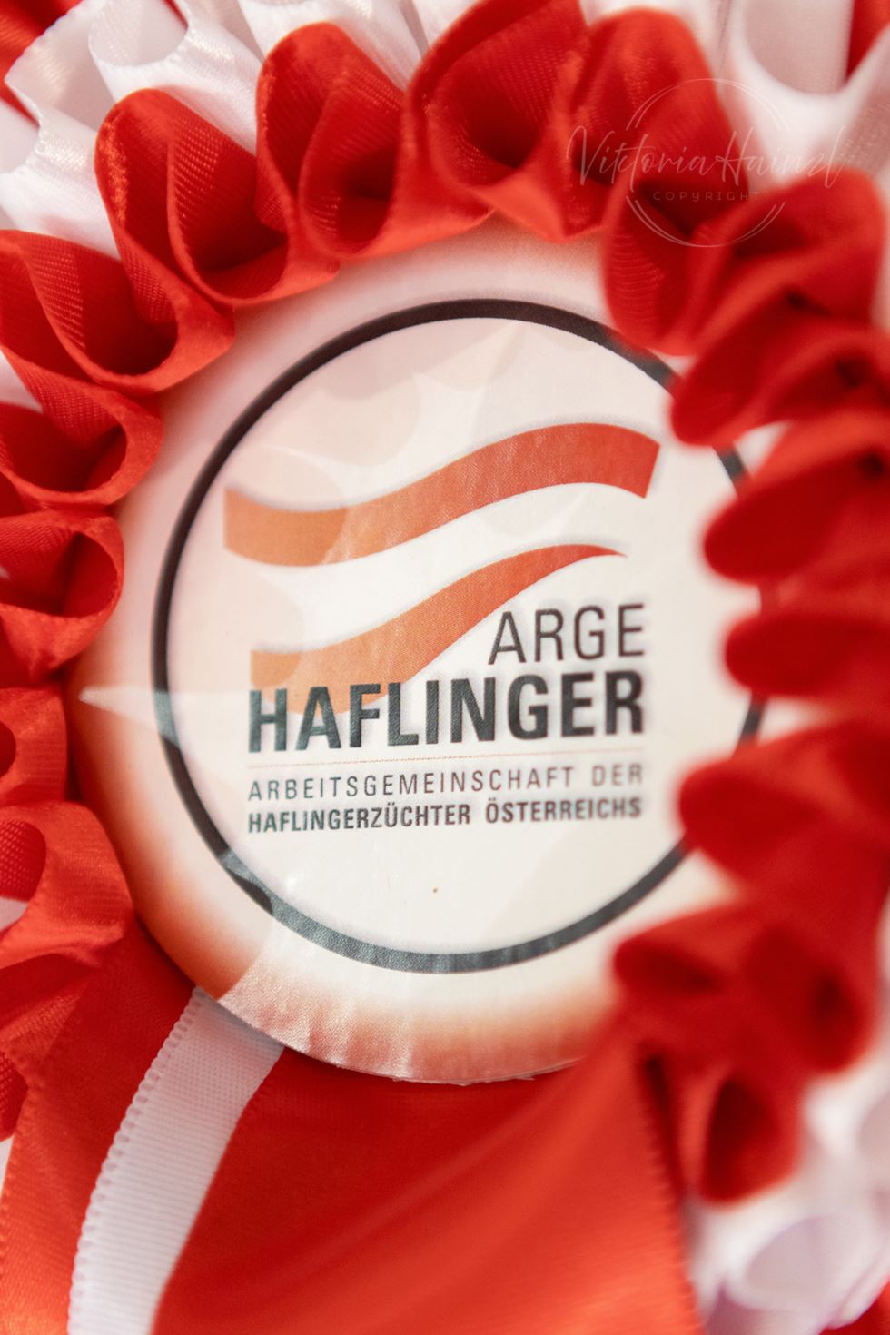 Ergebnis der ARGE Haflinger Hengstkörung 2024 / News / Aktuelle News