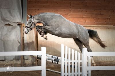 Mehr zu: Freispring- und Freilaufchampionat für für drei- und vierjährige Warmblut-, Haflinger- und Kleinpferde