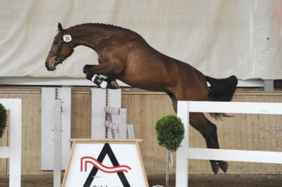 Mehr zu: Freilauf- und Freispringchampionat für für drei- und vierjährige Warmblut-, Haflinger- und Kleinpferde