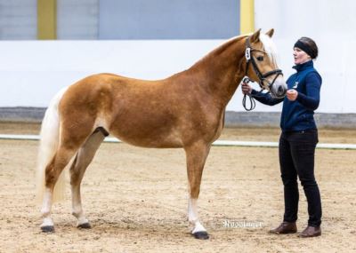 Mehr zu: ARGE Haflinger Hengstkörung 2025