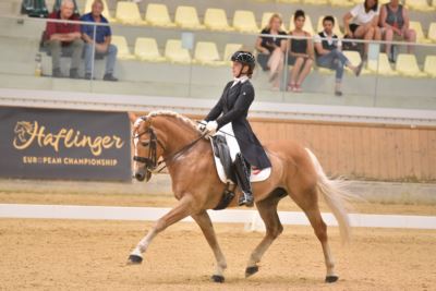 Mehr zu: Haflinger in Zucht und Sport – Leistungspunkte und Statistiken 2024