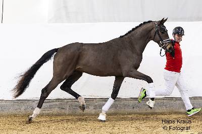 Gekrt Dressurlot: Prmienhengst Flashdance ANW v. Flashbang - Dauphin: Z + B: Nina Wagner, Wolfsbach (Foto: Hans Kraus)